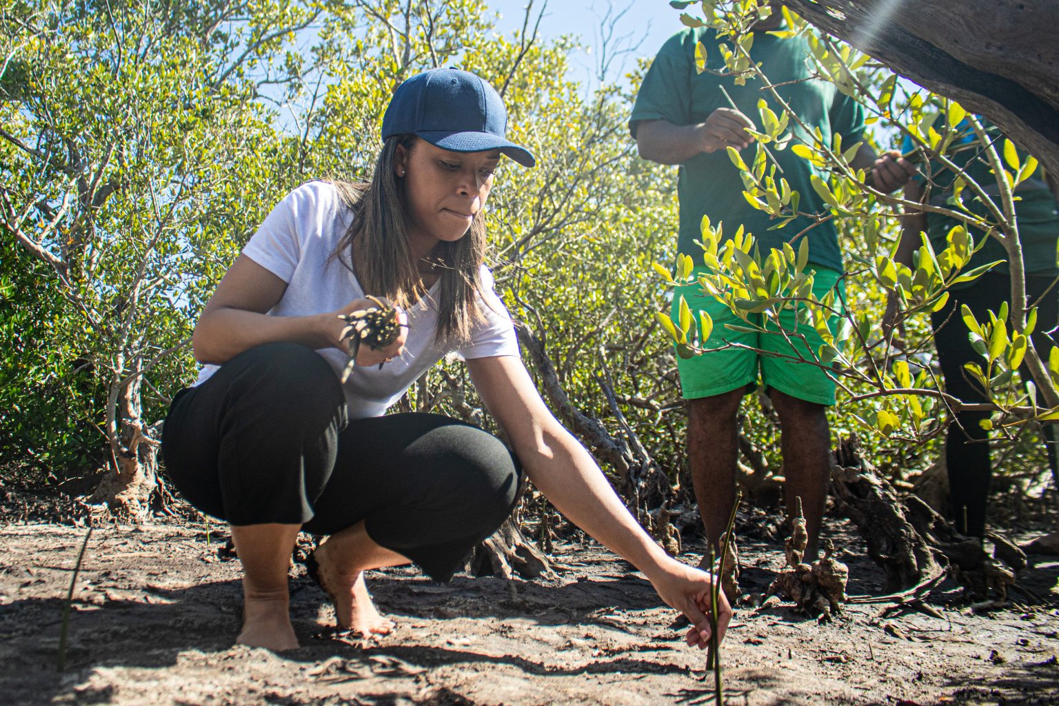 La Ministre a planté des mangroves